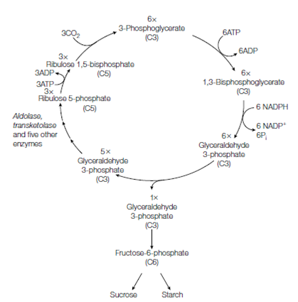1922_Dark reactions in eukaryotic and prokaryotic photosynthesis.png